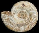 Perisphinctes Ammonite - Jurassic #6865-2